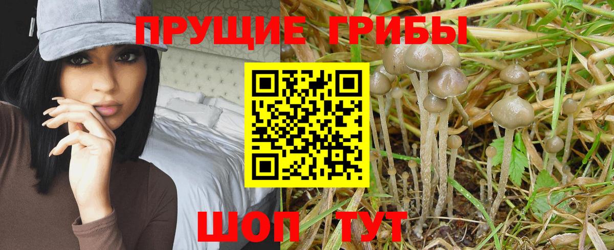 Псилоцибиновые грибы GOLDEN TEACHER Самара